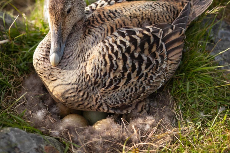 Eider duck sitting on nest