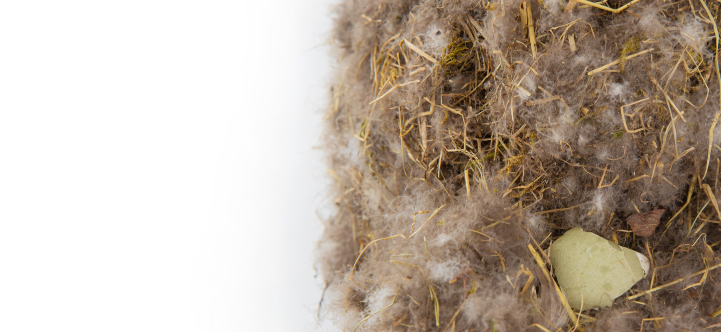 Icelandic Eiderdown A Sustainable, 1000YearOld Tradition